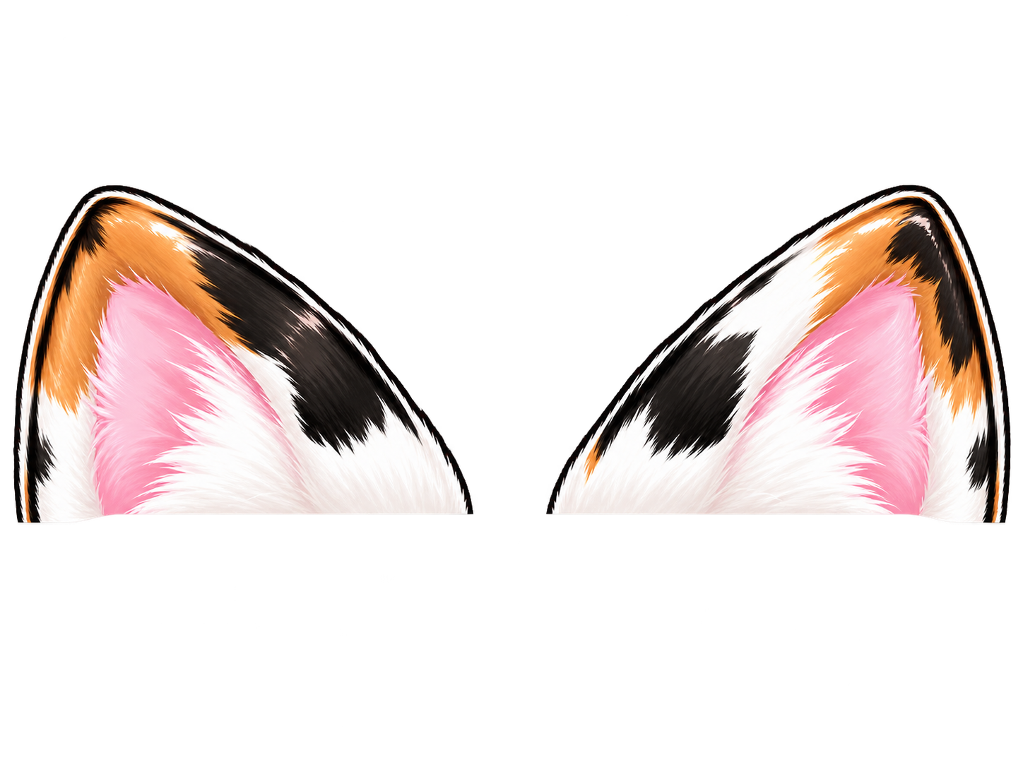 三毛猫の耳