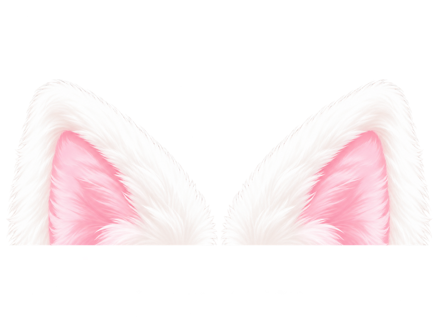 ふわふわ白猫の耳
