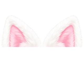ふわふわ白猫の耳